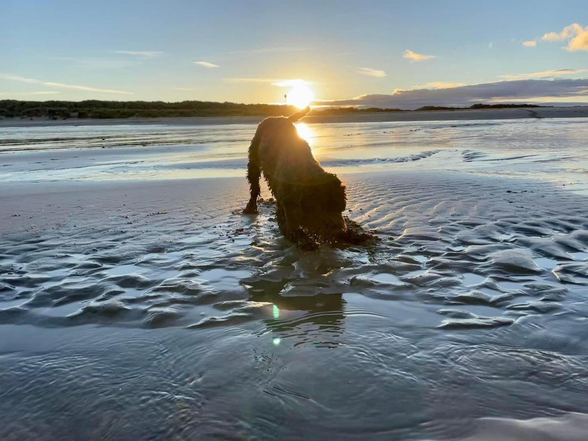 Beachcomber, Sunbeach, Scratby - Two Bed Chalet, Sleeps 4, Free Wi-Fi, Free Club Passes, Free Swimming And Pet Friendly Eksteriør billede